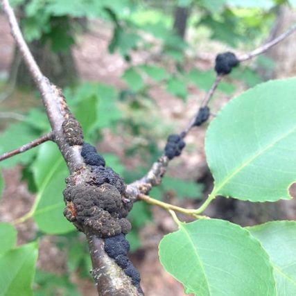 black knot on a tree branch